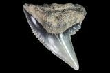 Colorful Fossil Tiger Shark (Galeocerdo) Tooth - Virginia #71146-2